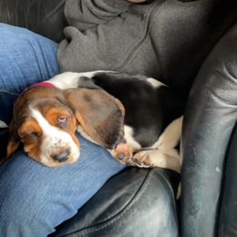 Basset Hound and Labrador Retriever Puppies from Porter Kennels