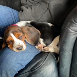 Basset Hound and Labrador Retriever Puppies from Porter Kennels