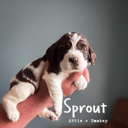 Sprout - Liver and white female English Springer Spaniel puppy in Tupalo, Mississippi from Butterfield Trail Farm