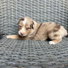 Dream girl - Red merle female Miniature Australian Shepherd puppy in Loretto, Tennessee from K Kountry Farm