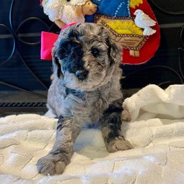 Chloe - Blue merle female Aussiedoodle puppy in Midlothian, Texas from Gray Doodles