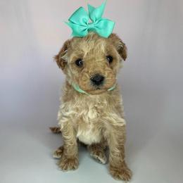 Bunny (teal) - Cream female Goldendoodle puppy in Hot Springs, Arkansas from Hot Springs Kennels