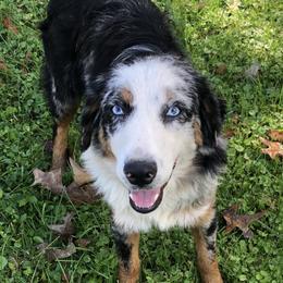 Eli - Australian Shepherd