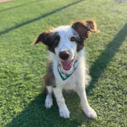 Tiger Woods - White and red male Bordoodle puppy in Valley Center, California from Circle R Valley Farms