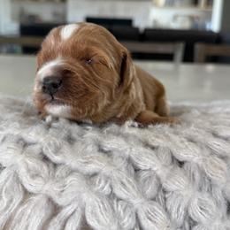 Purple collar - Red  female Goldendoodle puppy in Indiahoma, Oklahoma from Farm Fresh Doodles