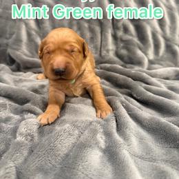 Mint - Golden female Golden Retriever puppy in Salt Lake City, Utah from Soaring golden retrievers
