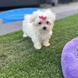 Miss Pink - White female Maltese puppy in Massachusetts from Happy Tail Yorkies and Maltese