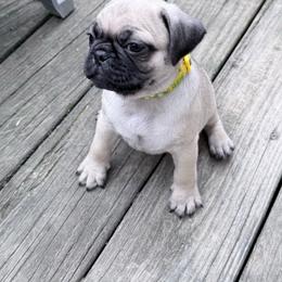 Patrick - Fawn male Pug puppy in Moorefield, West Virginia from Wratchford Farms