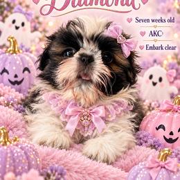 Diamond - Brindle and white female Shih Tzu puppy in Dallas, Texas from Almost Heaven Shih Tzu