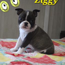 Ziggy - Brindle and white male Boston Terrier puppy in Brooksville, Florida from Delamorés Pups