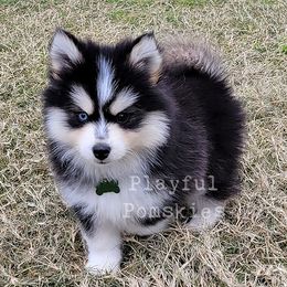 Boba - Pomsky