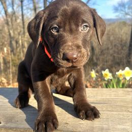 Chocolate boy, orange collar - Chocolate male Labrador Retriever puppy in Ozark, Arkansas from Middle Ridge Retrievers