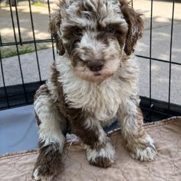 Teal Collar - Merle male Goldendoodle puppy in Christiana, Tennessee from Rechlicz Family Doodles