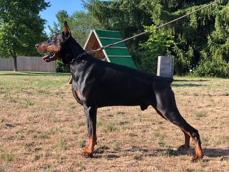 Hasko