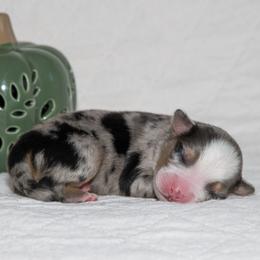 Kenny Loggins - Blue merle male Australian Shepherd puppy in Bristol, New Hampshire from NewFound Lake Aussies
