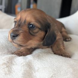 Autumn - Wild boar female Dachshund puppy in Waddell, Arizona from The Bearded Companions