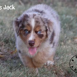 Cactus Jack - Red merle male Miniature Australian Shepherd puppy in Garden Plain, Kansas from Krazy K Aussies