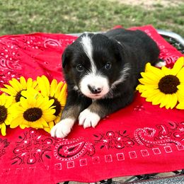 Oakley Anne - Black tri female Miniature American Shepherd puppy in Bayard, Nebraska from Puppies by Alies