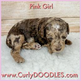 Pink Girl - Merle female Goldendoodle puppy in Taneytown, Maryland from Curlydoodles