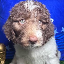 Switzerland - Parti female Labradoodle puppy in Kingston, Georgia from CC Familydoodles