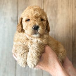 "Jasper-Zoey's 3rd Litter" Cavapoo and Goldendoodle Puppies from A2Z Doodles