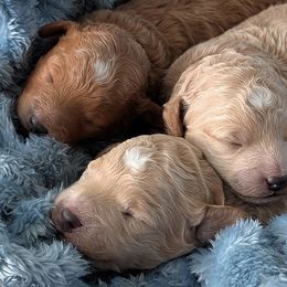Cavapoos and Goldendoodles from BestieDoodles