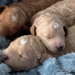 Cavapoos and Goldendoodles from BestieDoodles
