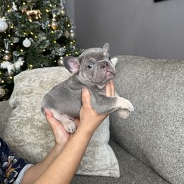 Leo - Blue male French Bulldog puppy in Bolingbrook, Illinois from Flores Frenchies