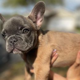 French Bulldogs from The Most High LLC
