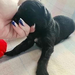 Boy 4 - Bi-color male German Shepherd puppy in Leon, West Virginia from Heart2Heart Kennels