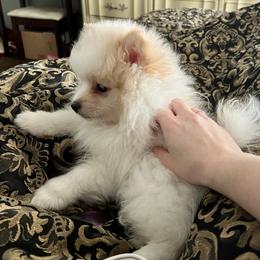 Pomeranian and Shih Tzu Puppies from Laik’s Little Shihtz & Poms