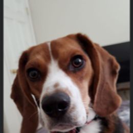 Beagle All Grown Up from Utah Beautiful Beagles