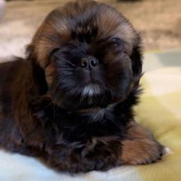 Rosie - Tricolor female Shih Tzu puppy in Azusa, California from RJ Shih Tzu lover
