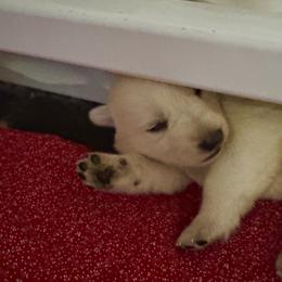 Ilee (aka Eileen) - White female German Shepherd puppy in Perkasie, Pennsylvania from Twila Ruth Herot