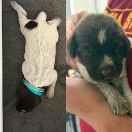 Wirehaired Pointing Griffon Puppies from Heritage Hills WPGs