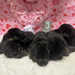 Elsa - Black and tan female German Shepherd puppy in Stanardsville, Virginia from Majestic K9 LLC