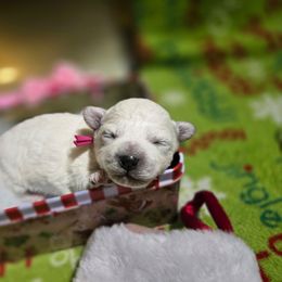 Angel - White female Maltipoo puppy in Sahuarita, Arizona from Cowgirl's Legacy