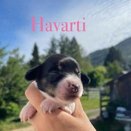 Havarti - Piebald female Dachshund puppy in Rogue River, Oregon from Bear Feet Dachshunds