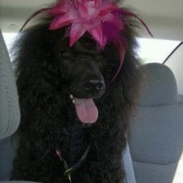American Staffordshire Terriers and Poodles from Costiera Kennels and Training