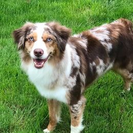 Blaze - Australian Shepherd