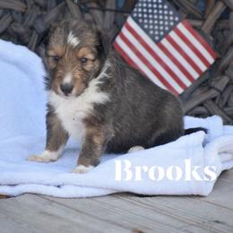 Brooks- Red collar - Sable and white male Shetland Sheepdog puppy in Gladbrook, Iowa from T Triple C Shelties
