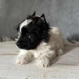 Bruno - Parti male Yorkshire Terrier puppy in Pana, Illinois from Lucky Star Yorkies