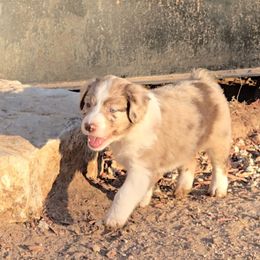 Dolly Parton - Red merle female Australian Shepherd puppy in Western Lake, Texas from MicKenna Ridge Ranch