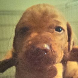 Vizsla Puppies from Shadow Creek Kennel