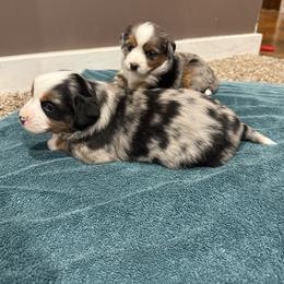 Leo - Blue merle male Miniature Australian Shepherd puppy in Marion, Michigan from Highland Hills Mini Aussies