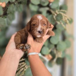 Seafoam Green Collar - Red  male Goldendoodle puppy in Somerville, Alabama from Southern Enchanted Doodles