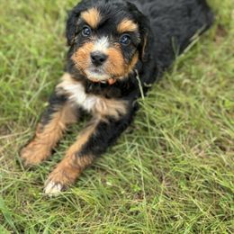 Bernedoodle Puppies from Bundren Farms