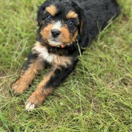 Bernedoodle Puppies from Bundren Farms