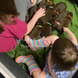 Labrador Retriever Puppies from AKS’s Water Bound Retrievers