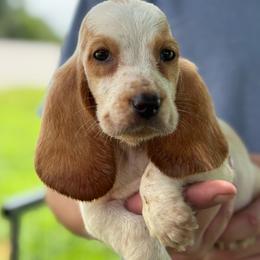 Woody - Red and white male Basset Hound puppy in Oronogo, Missouri from Dutton's Show Me Farms